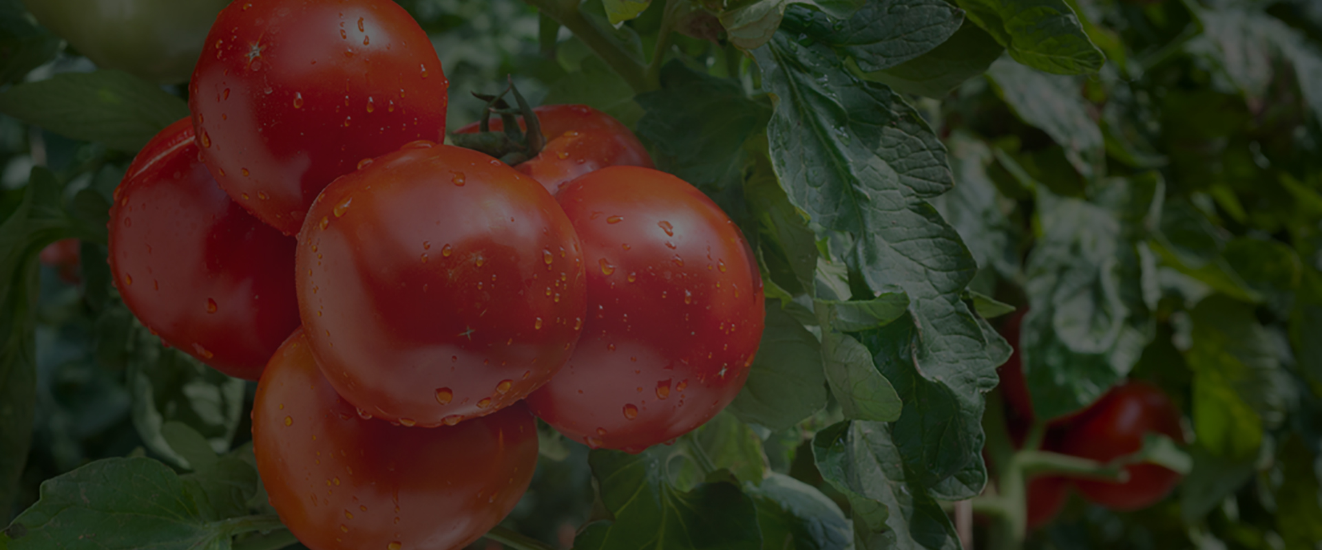 banner-slider