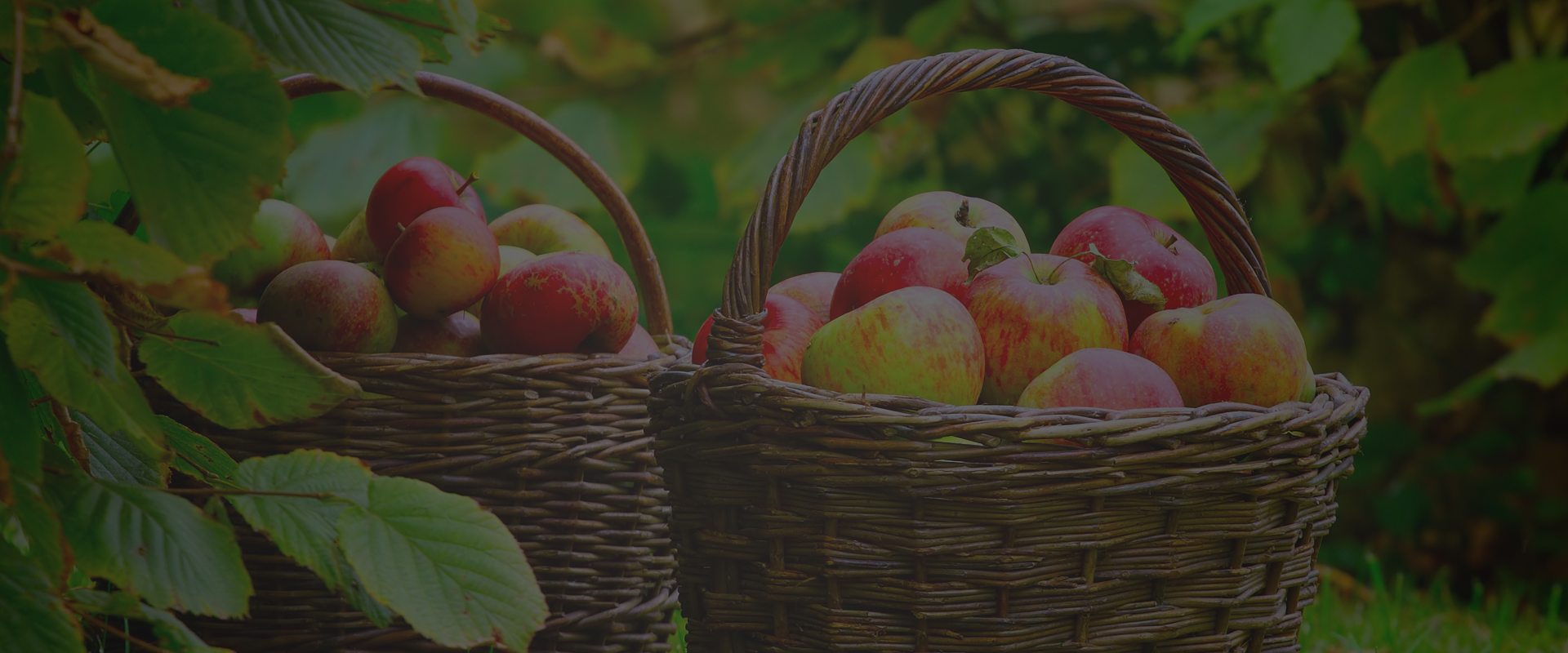 banner-slider